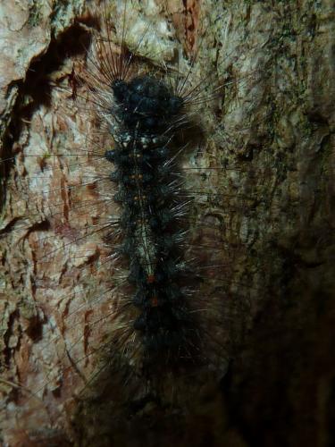 Lymantria monacha